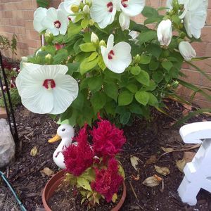 Meet your Posher, Nora